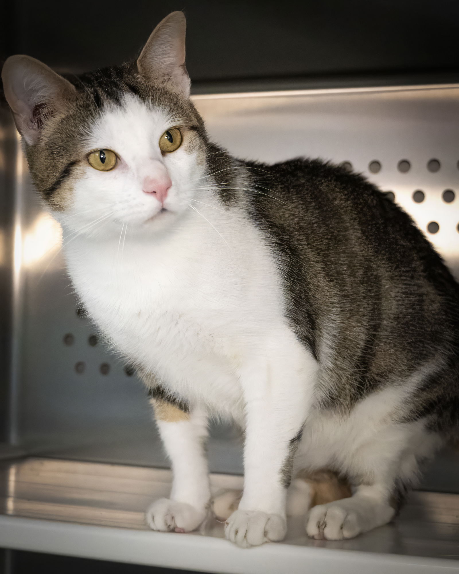 adoptable Cat in Wilmington, NC named Bang