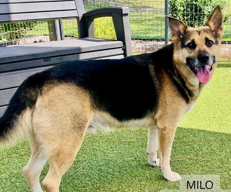 adoptable Dog in Wilmington, NC named Milo