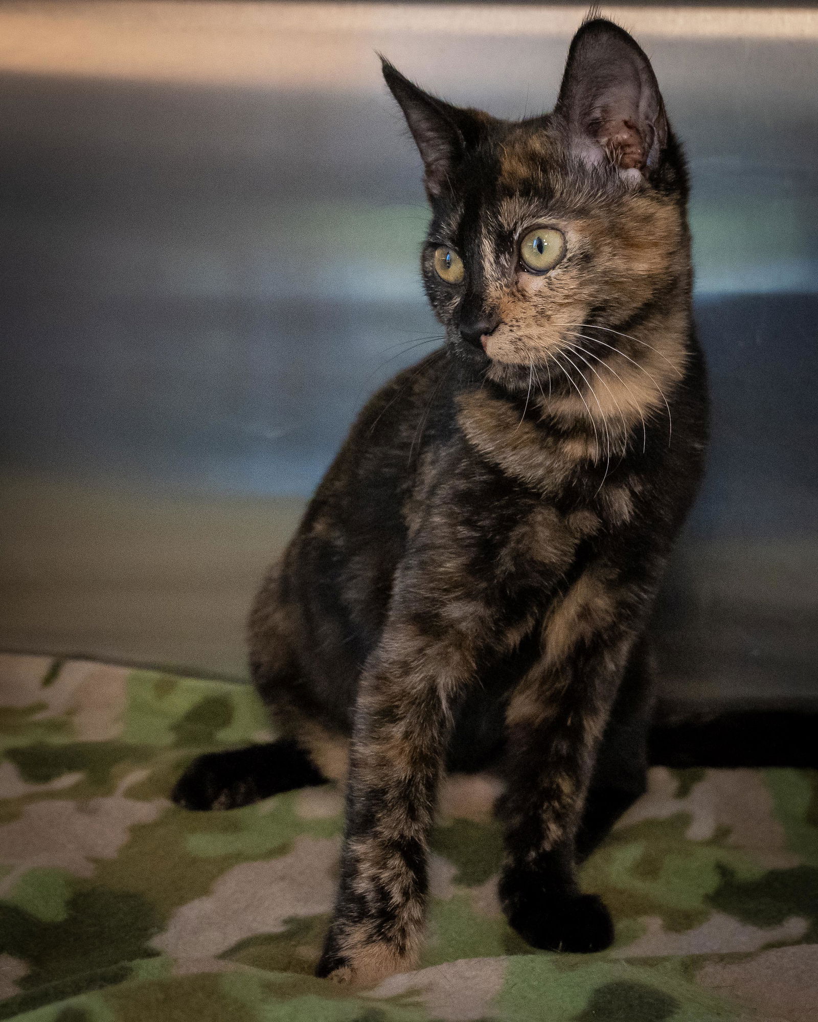 adoptable Cat in Wilmington, NC named Cher