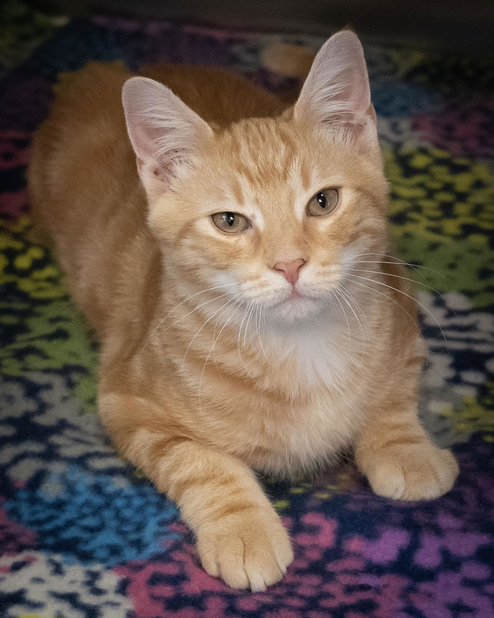 adoptable Cat in Wilmington, NC named Dewbert