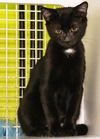 adoptable Cat in , NC named Bagheera