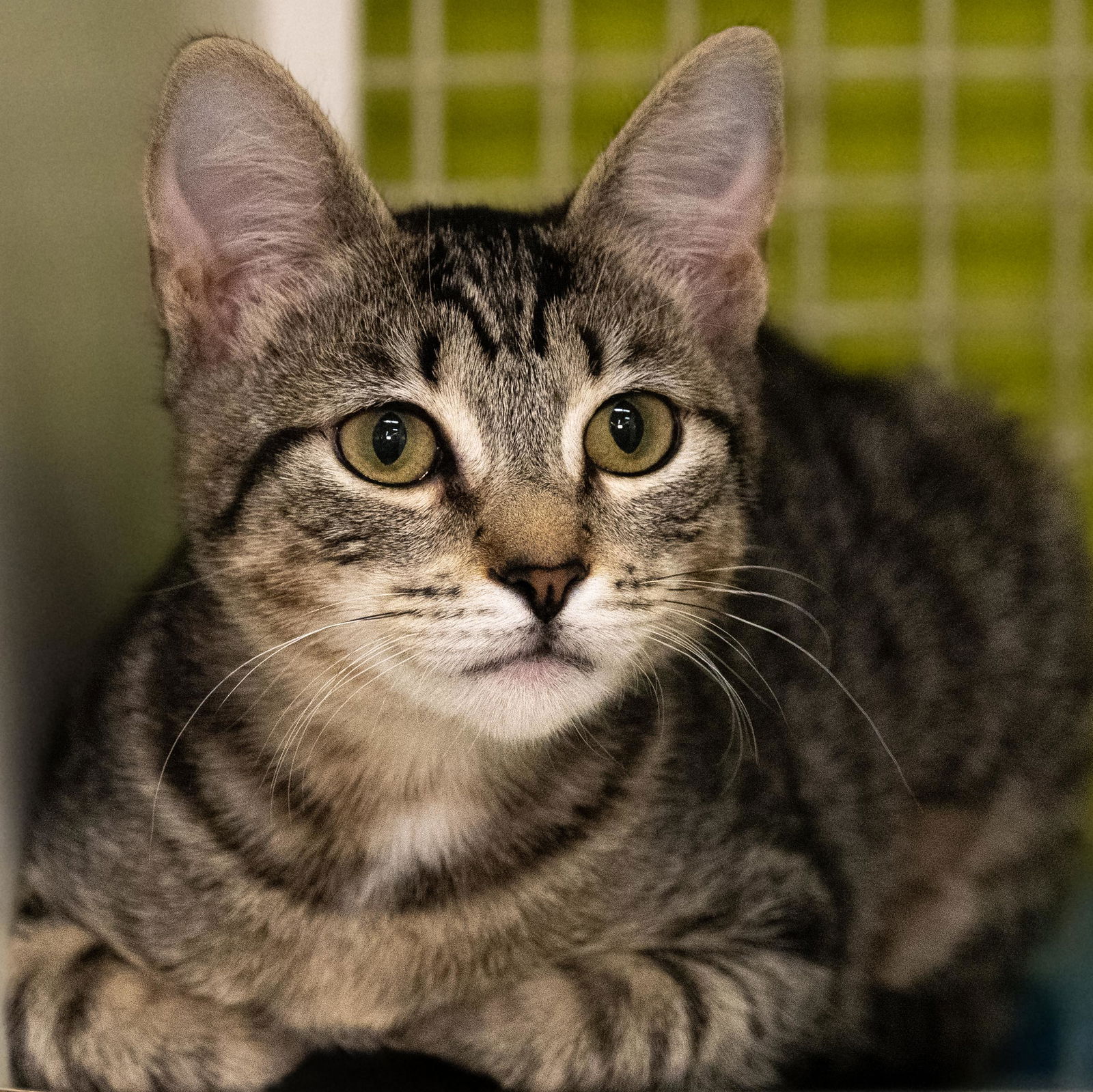 adoptable Cat in Wilmington, NC named Khan