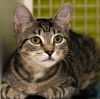 adoptable Cat in , NC named Khan