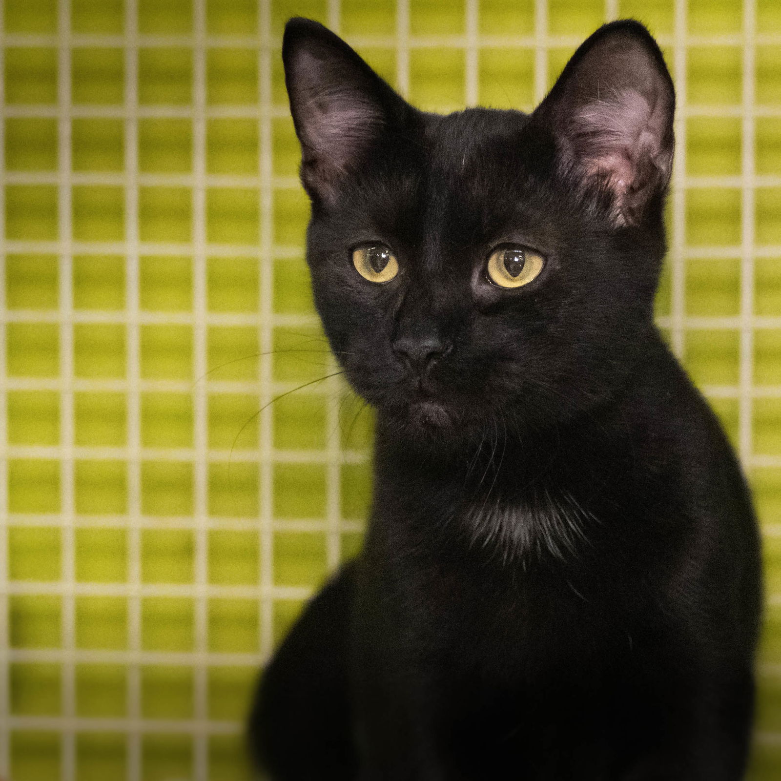 adoptable Cat in Wilmington, NC named Louie