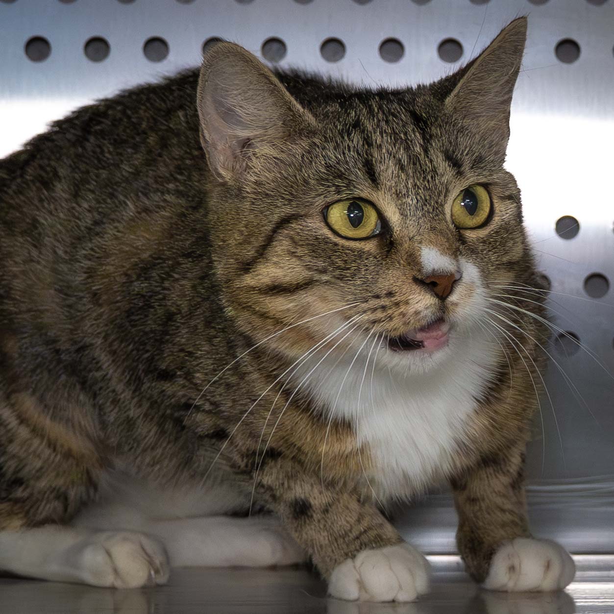 adoptable Cat in Wilmington, NC named Libby