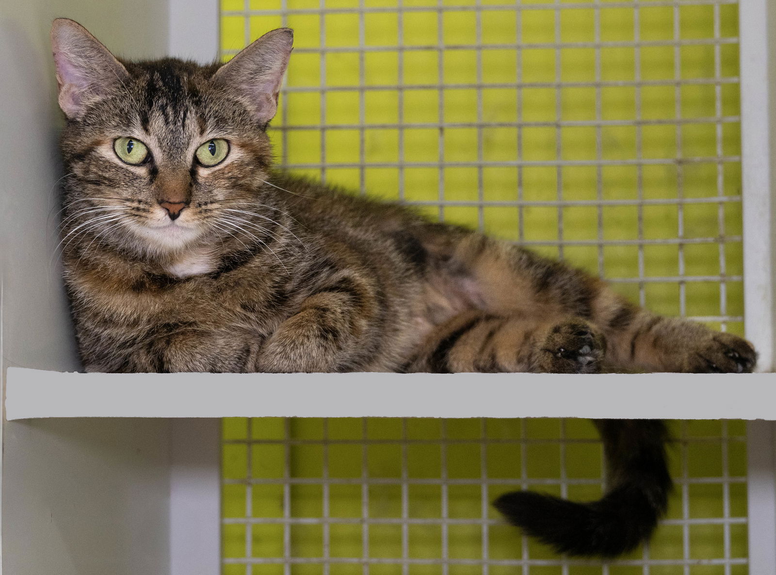 adoptable Cat in Wilmington, NC named Woodsy