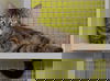 adoptable Cat in Wilmington, NC named Woodsy