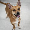 adoptable Dog in Wilmington, NC named Remi