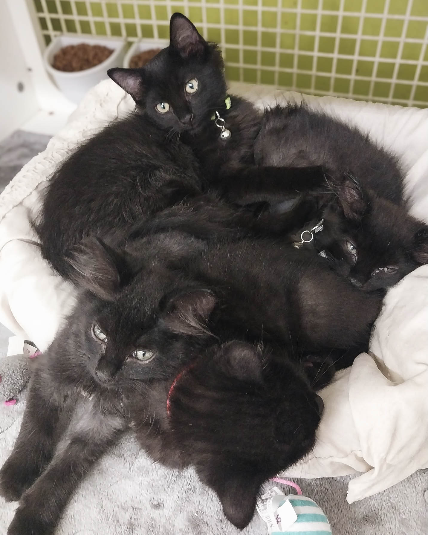 adoptable Cat in Wilmington, NC named King Ferdinand (Ferdie)