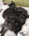 adoptable Cat in  named Queen Isabella (Izzie)