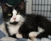 adoptable Cat in  named Goatee