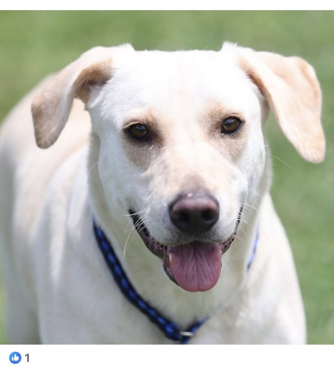 adoptable Dog in Wilmington, NC named PB