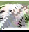 adoptable Dog in  named PB