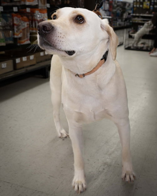 picture of the dog needing adoption