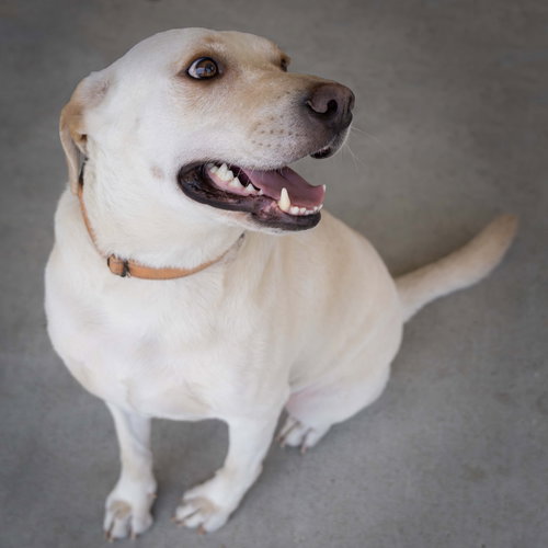 picture of the dog needing adoption
