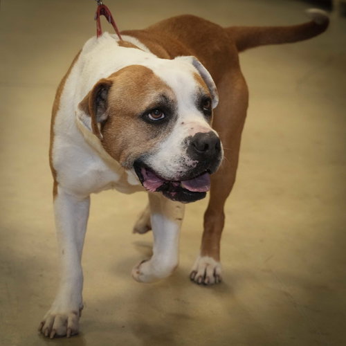picture of the dog needing adoption