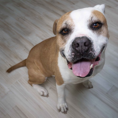 picture of the dog needing adoption