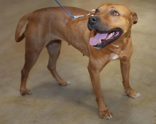 picture of the dog needing adoption