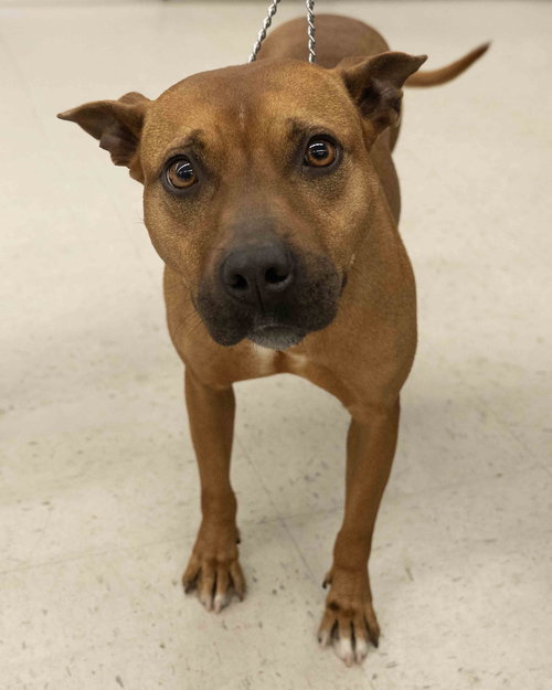 picture of the dog needing adoption