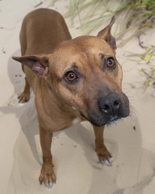 picture of the dog needing adoption