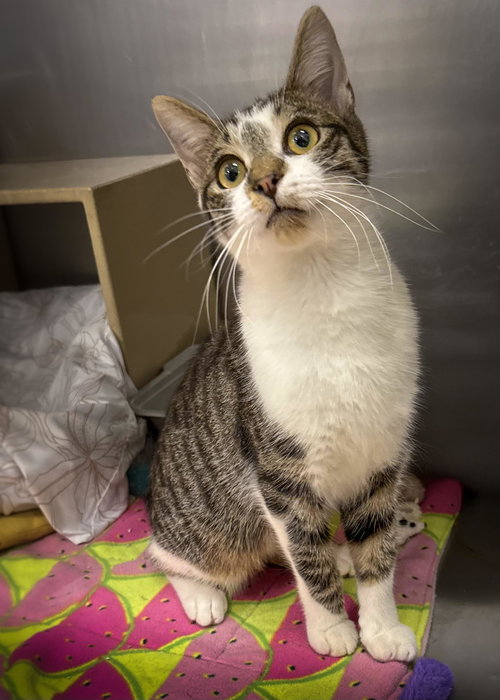 picture of the cat needing adoption