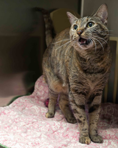 picture of the cat needing adoption