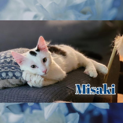 picture of the cat needing adoption