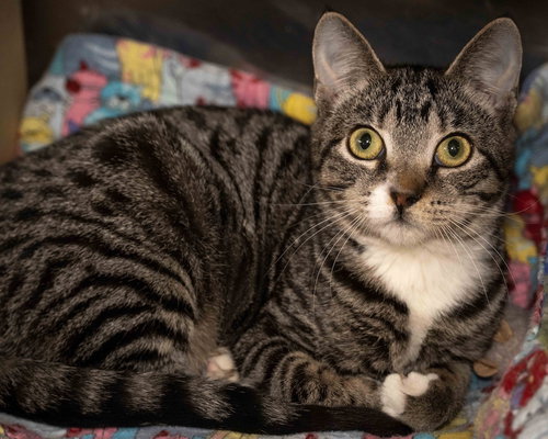 picture of the cat needing adoption