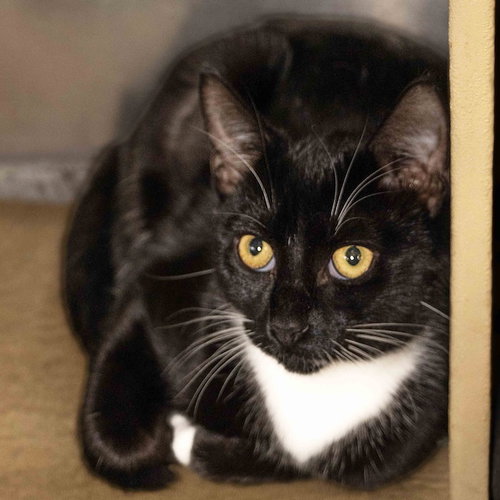 picture of the cat needing adoption