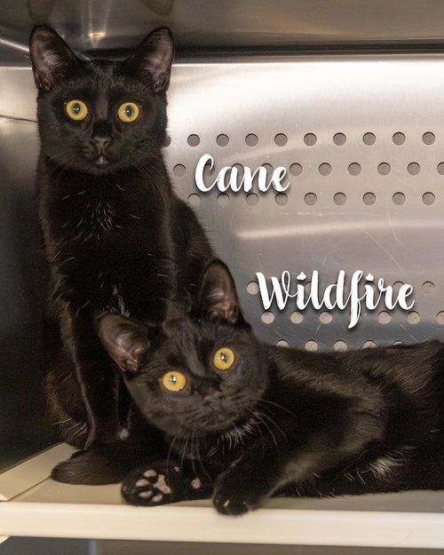 picture of the cat needing adoption