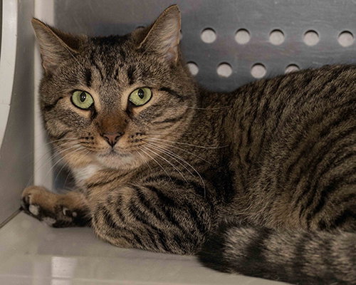 picture of the cat needing adoption