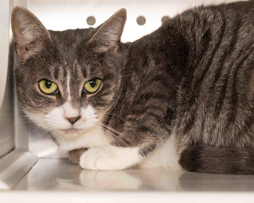 picture of the cat needing adoption