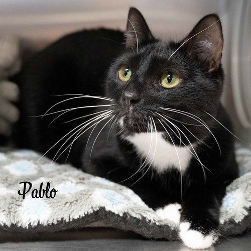 picture of the cat needing adoption