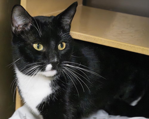 picture of the cat needing adoption