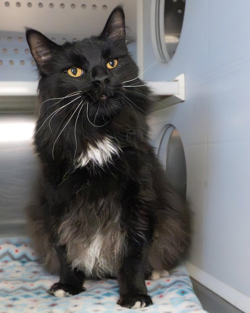 picture of the cat needing adoption
