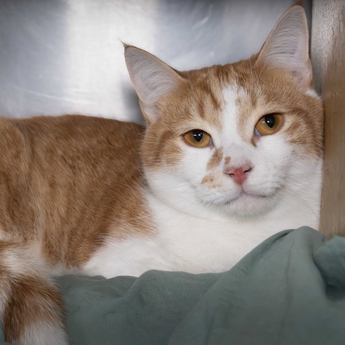picture of the cat needing adoption