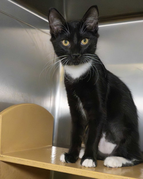picture of the cat needing adoption
