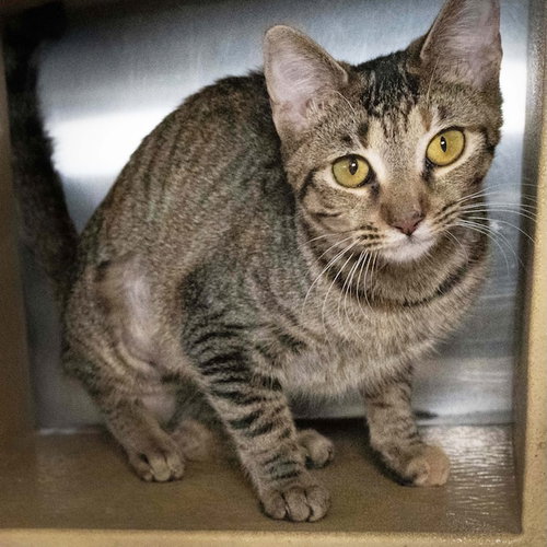 picture of the cat needing adoption