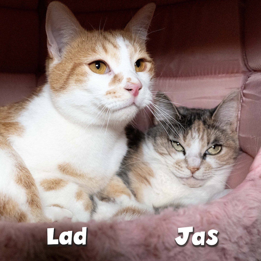 Jas Image