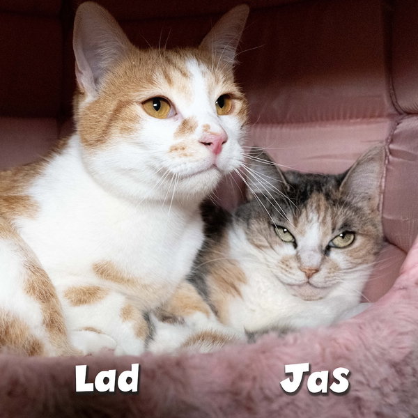 Jas