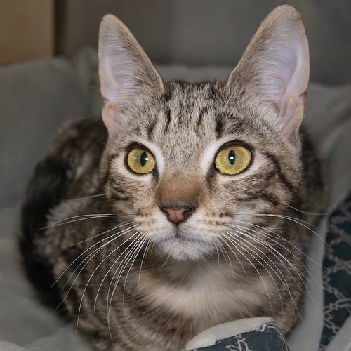 picture of the cat needing adoption