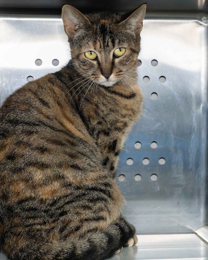 Carla Image