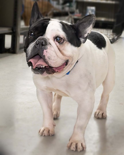 picture of the dog needing adoption