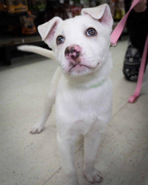 picture of the dog needing adoption