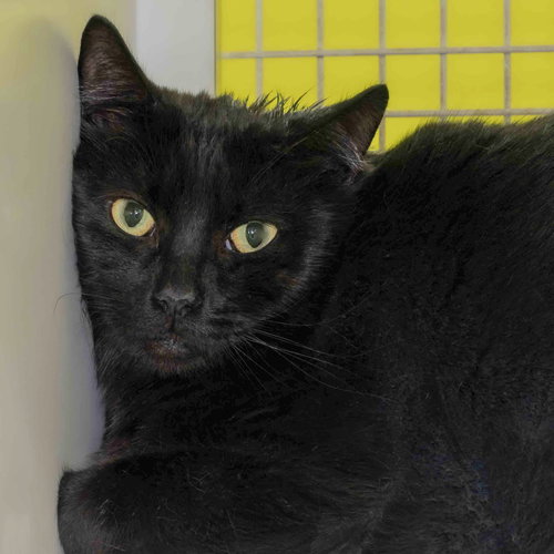 picture of the cat needing adoption