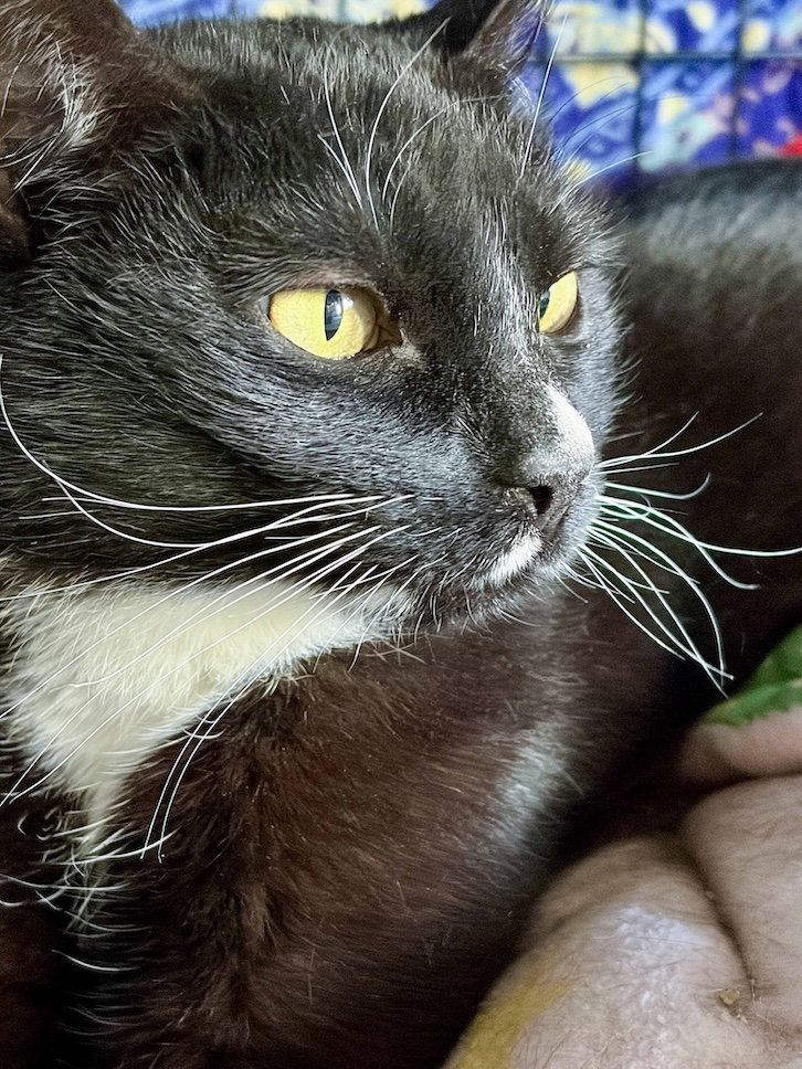 Penelope