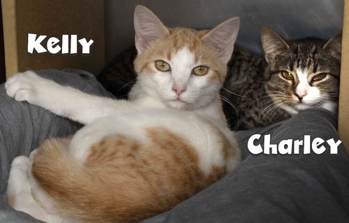 picture of the cat needing adoption