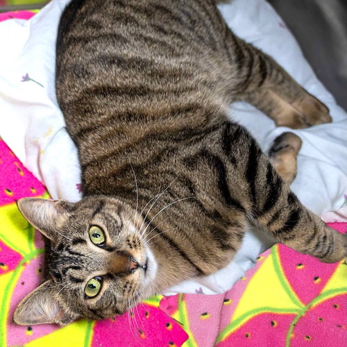 picture of the cat needing adoption