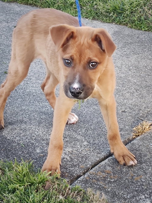 picture of the dog needing adoption
