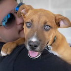 picture of the dog needing adoption